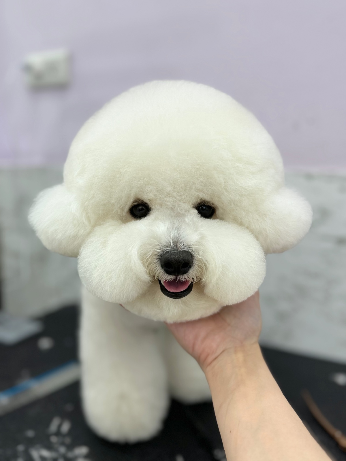 狗狗美容介紹