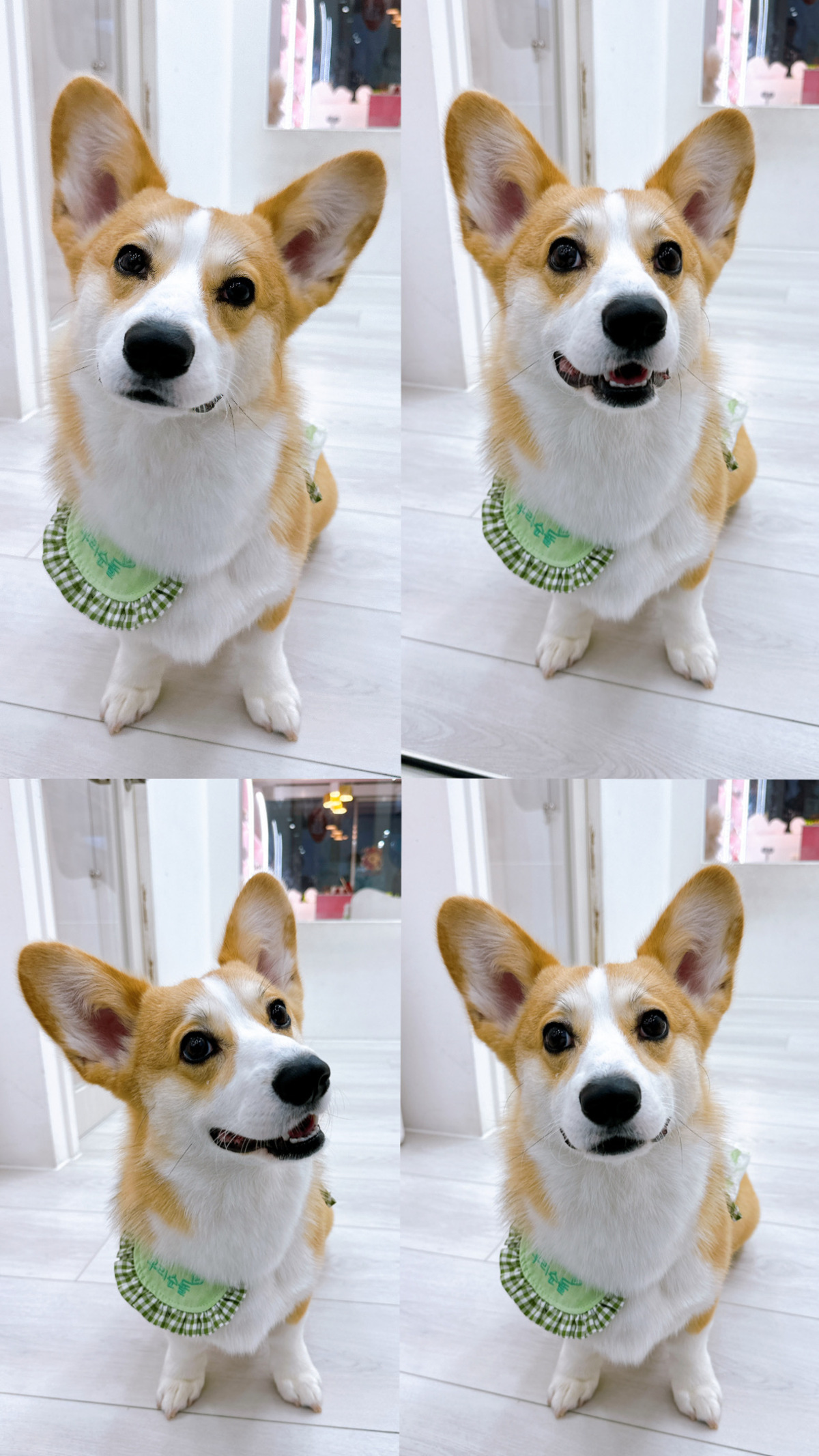 狗狗美容步驟與準備