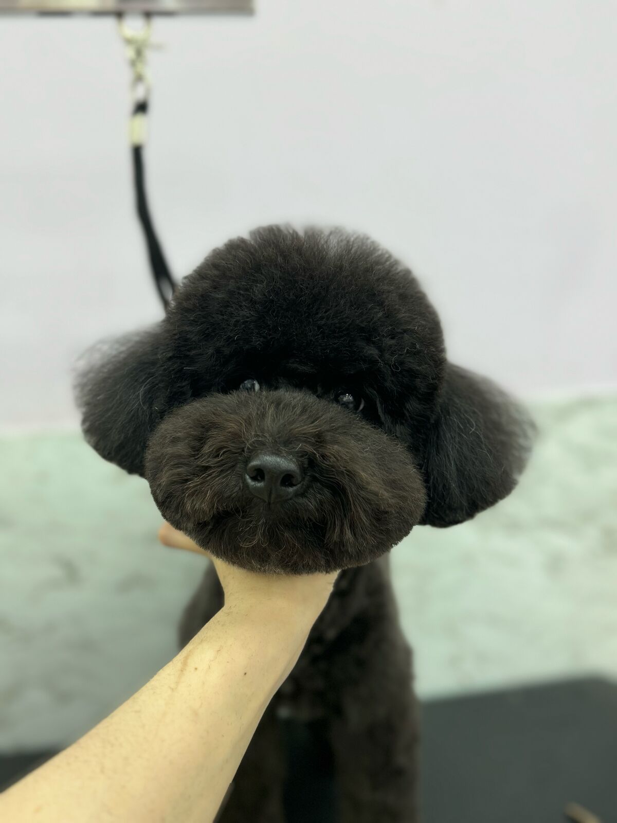 幼犬美容指南