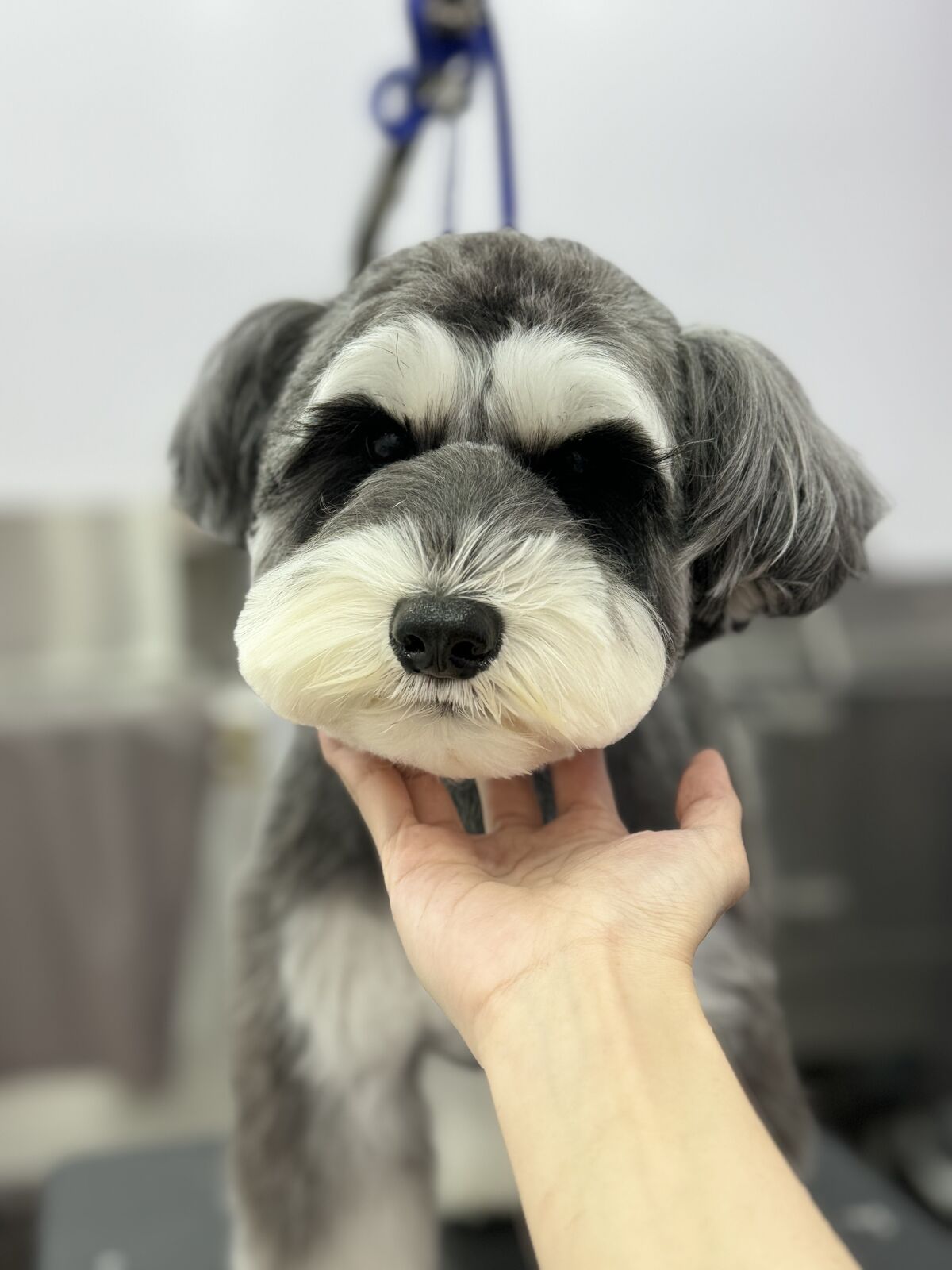 幼犬美容指南