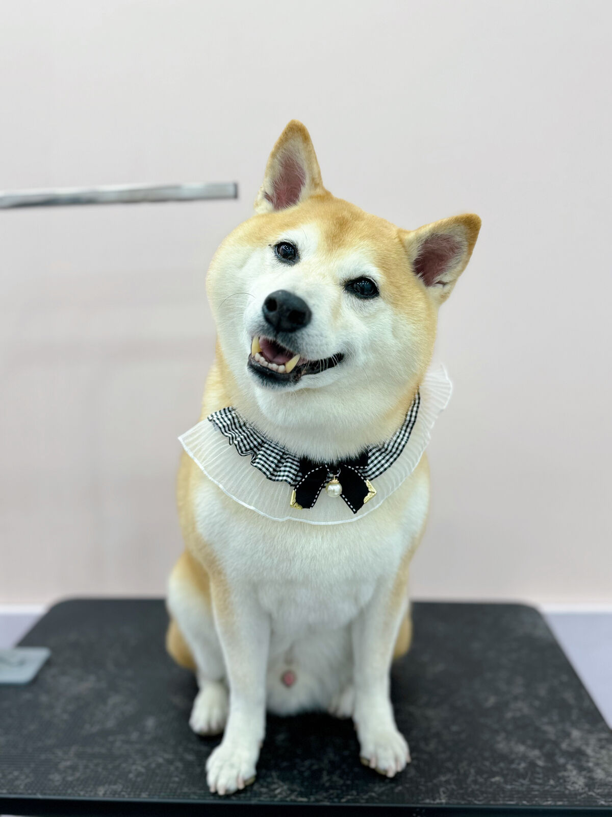 幼犬美容指南